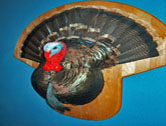Turkey Tail Shoulder Mount